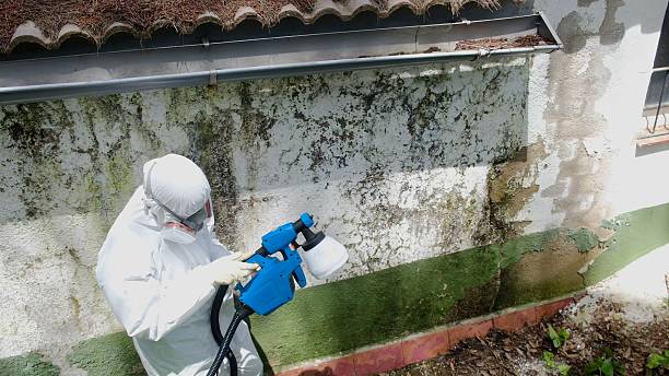 Top rated local Mold Remediation specialists in Rosedale, WA